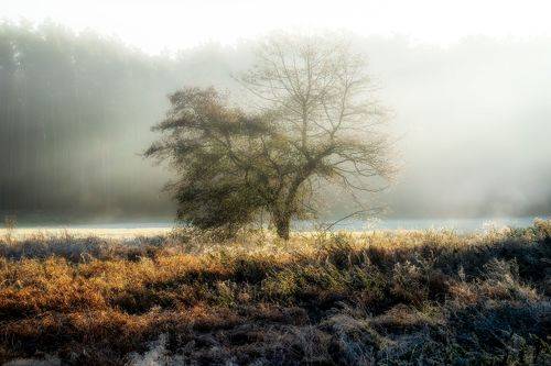 Lonely tree in the fog