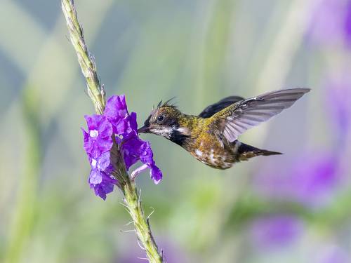 Black-crested Coquette
