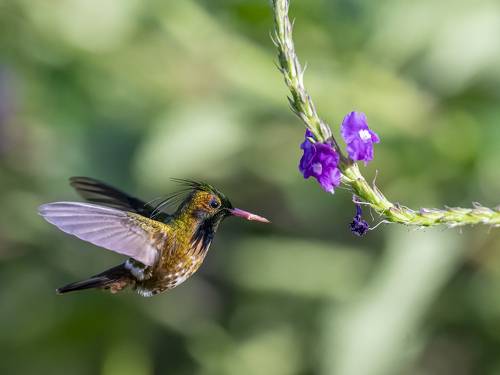 Black-crested Coquette