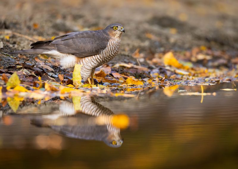 Sparrow-hawk фото превью