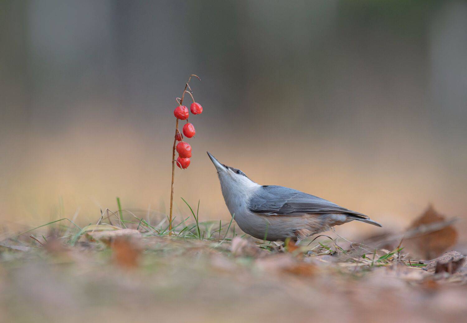 птицы,природа, осень, Андрей Киселёв