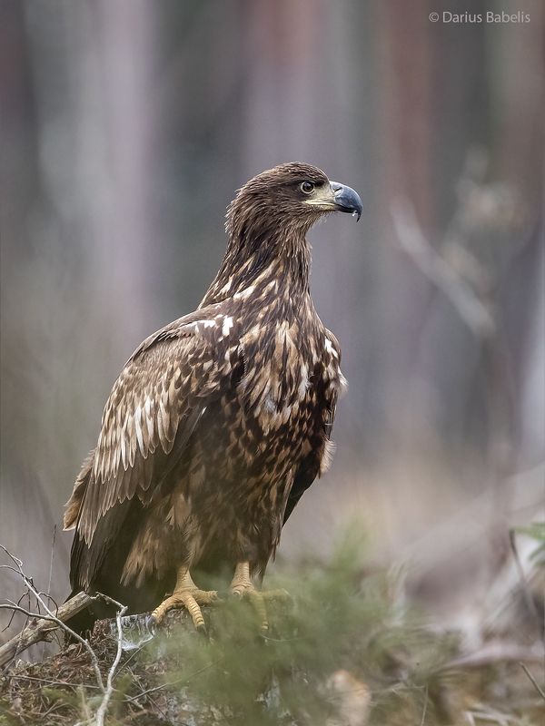 Орлан-белохвост фото превью