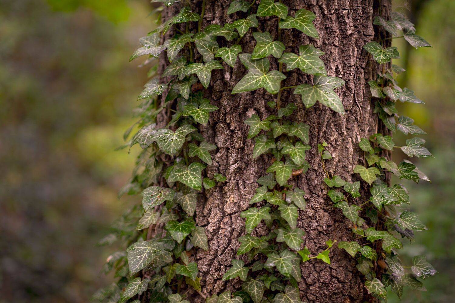 , Роман Грушевский