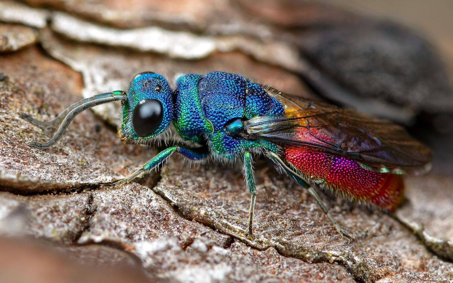 блестянка огненная, chrysis ignita, осы-блестянки, chrysididae, Павел Черенков
