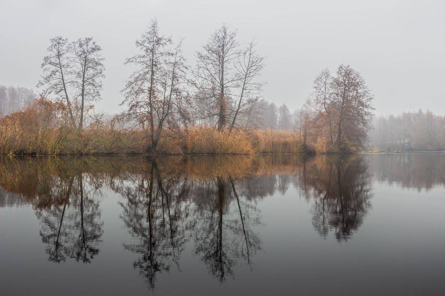 усмань, туман, природа, осень, ноябрь, липецкая область, Руслан Востриков