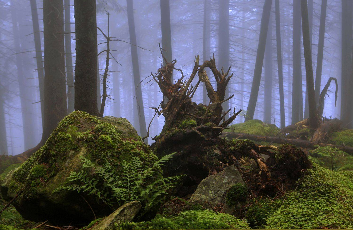 , Милокост Алексей