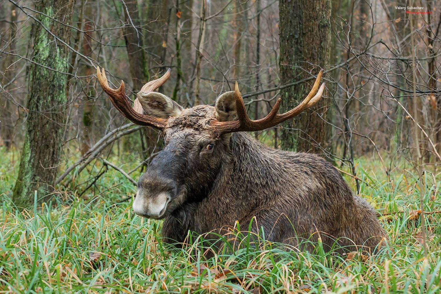 , Валерий Субачев