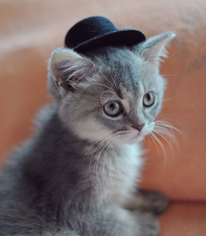 Mr Sibusya фото превью
