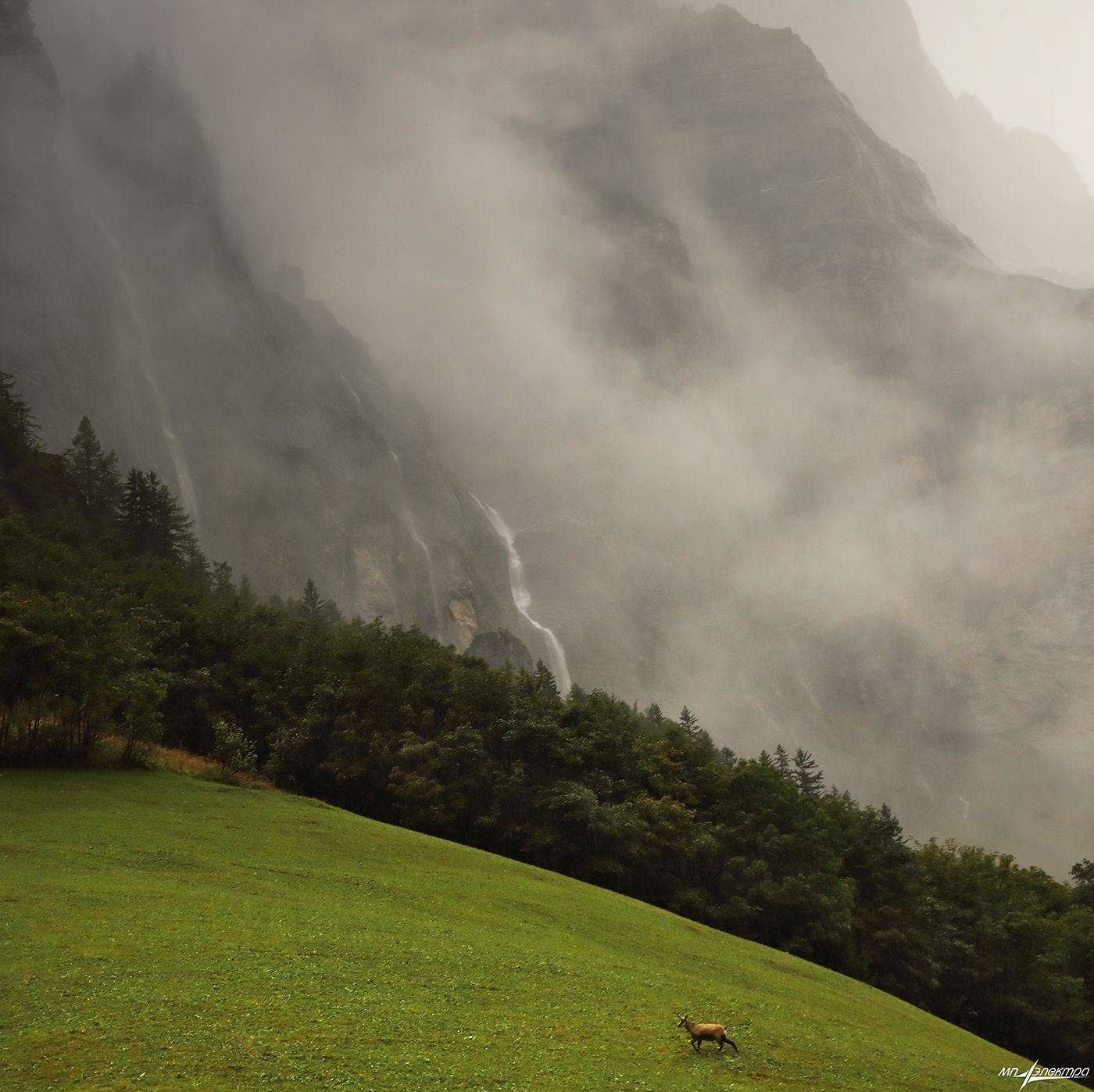 swiss, Матвеев Николай