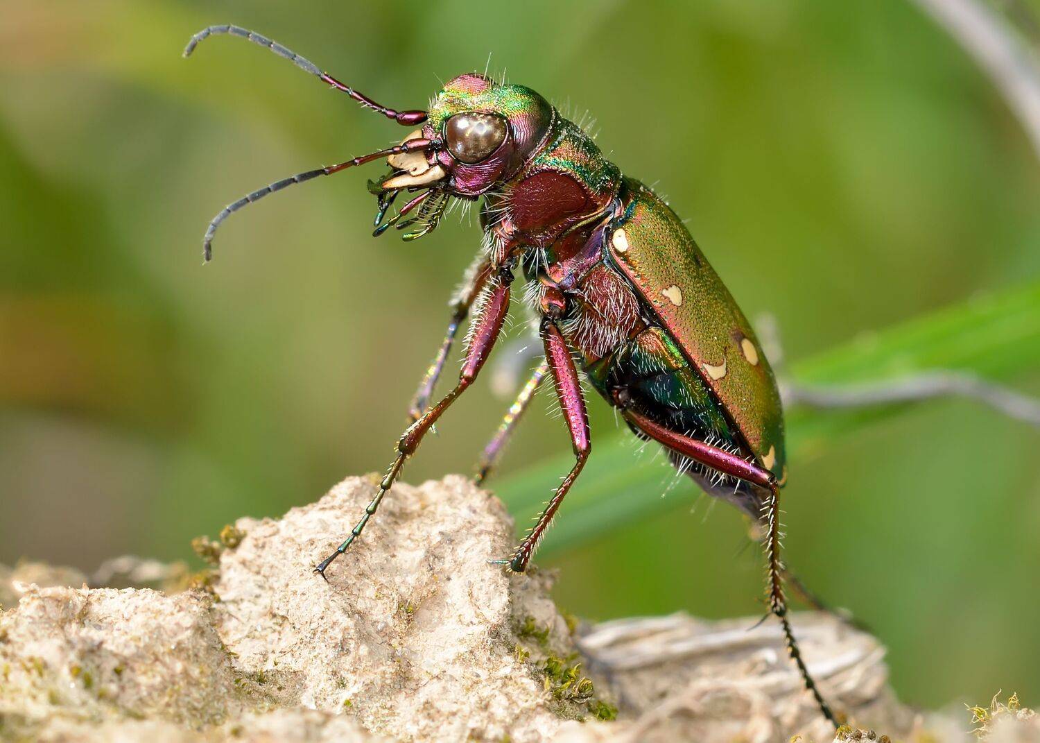 скакун полевой, cicindela campestris, скакуны, cicindelinae, жук, хищник, Павел Черенков