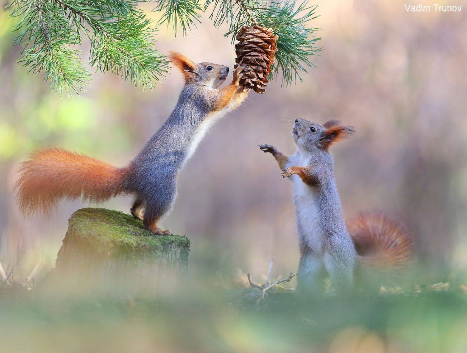 белка, шишка, squirrel, Вадим Трунов