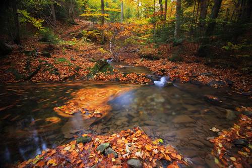 Autumn stream
