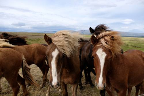 Исландские лошади