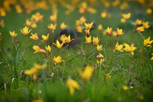 Цветущая степь