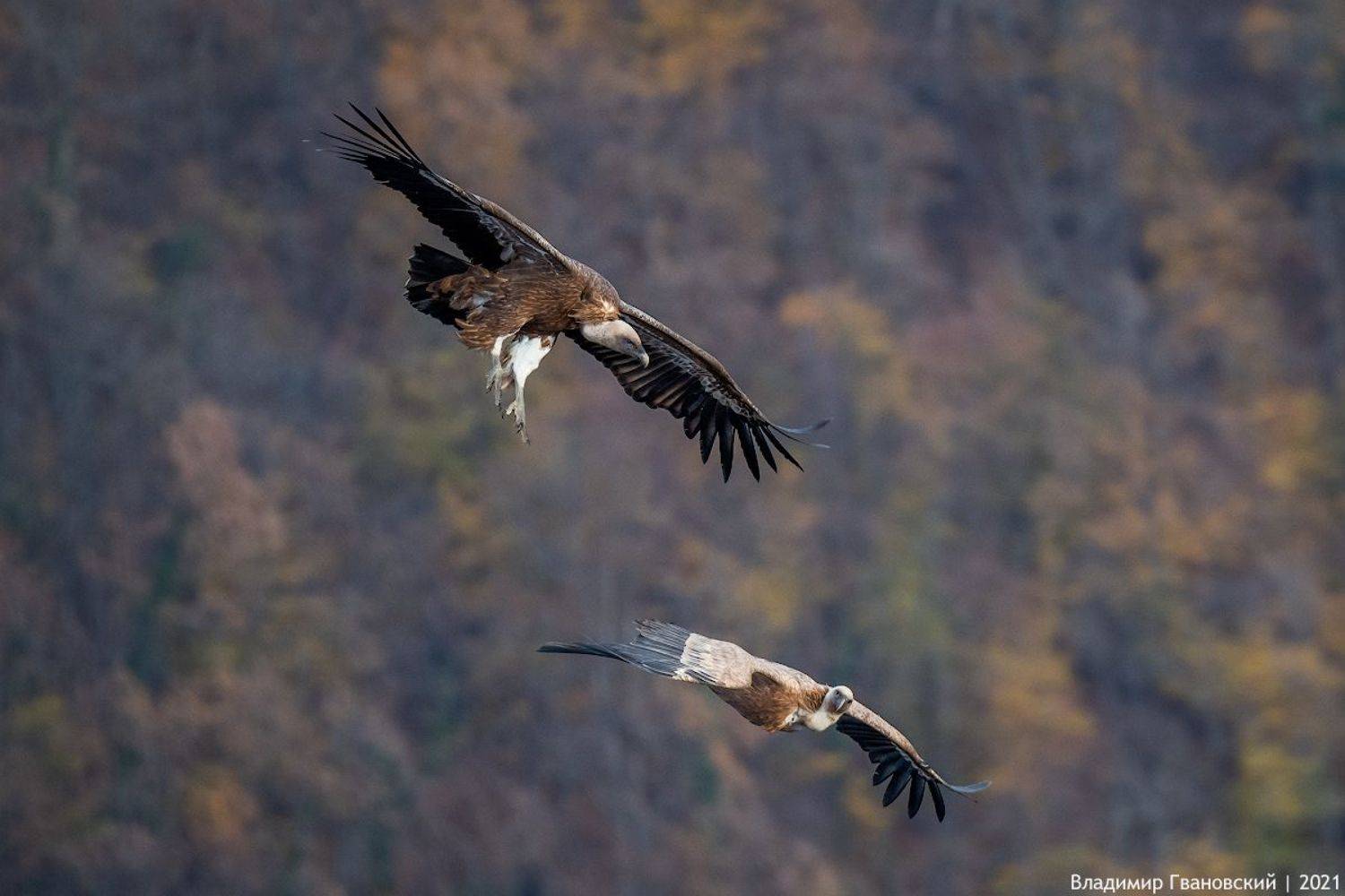 , Гвановский Владимир