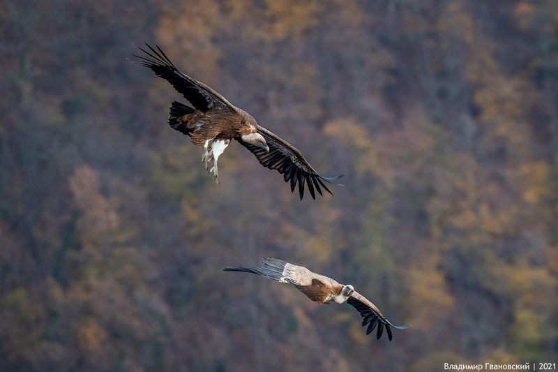Игра белоголовых сипов фото превью