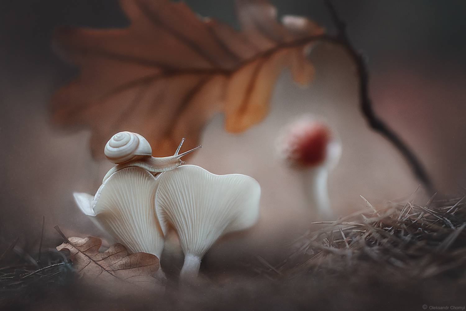 осень, октябрь, листик, макро, макро мир, макро истории, улитка, мухомор, сказка, волшебство, встреча, жизнь, любовь, вдохновение, тишина, истина, фотограф чорный, коростышев, украина,, Александр Чорный