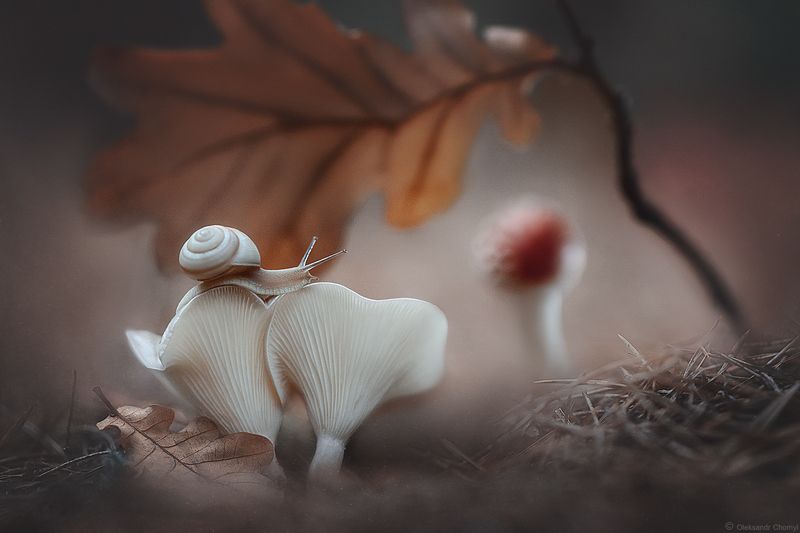 осень, октябрь, листик, макро, макро мир, макро истории, улитка, мухомор, сказка, волшебство, встреча, жизнь, любовь, вдохновение, тишина, истина, фотограф чорный, коростышев, украина, \