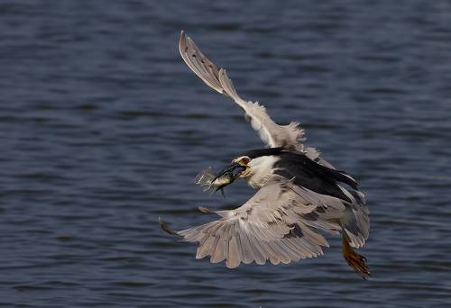 Кваква c  добычей - Black-crowned Night Heron