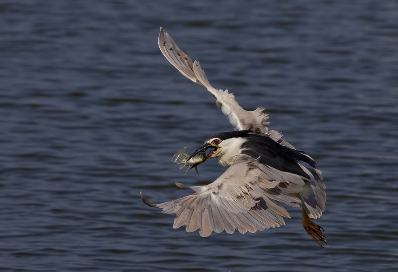 кваква, black-crowned night heron, heron, цапля, израиль,  птицы израиля Кваква c  добычей - Black-crowned Night Heron фото превью