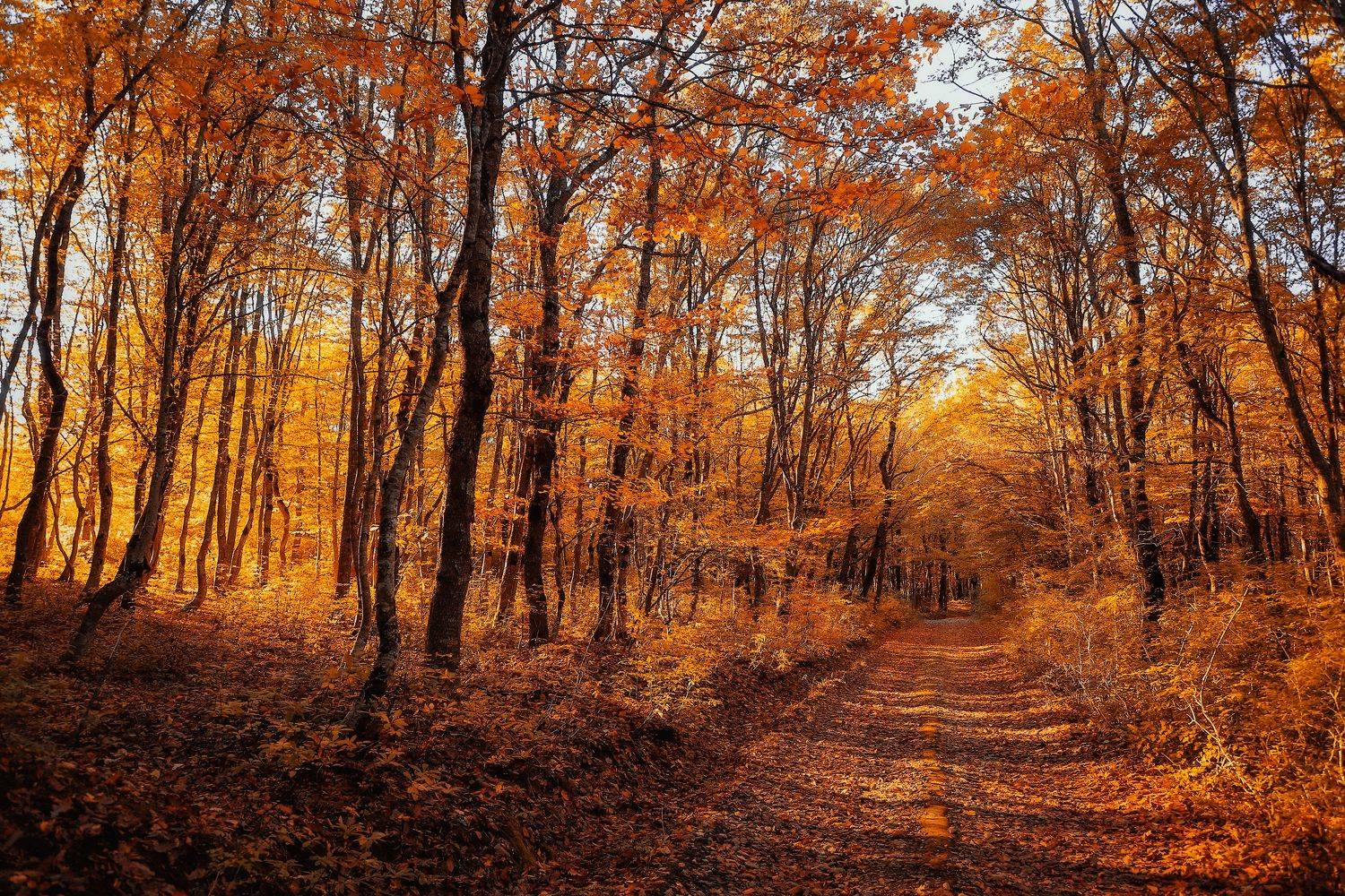 autumn; fall; landscape; wood; yellow;, ირაკლი დოლიძე