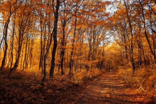 Autumn mood