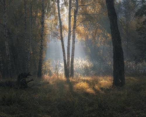 Туманное пробуждение