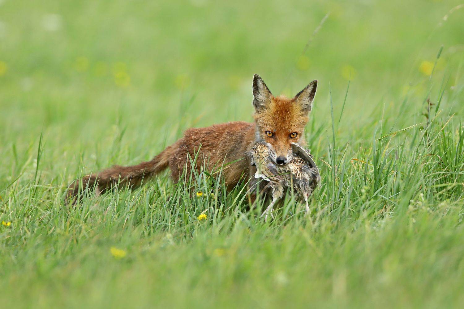 , Александр Гусар