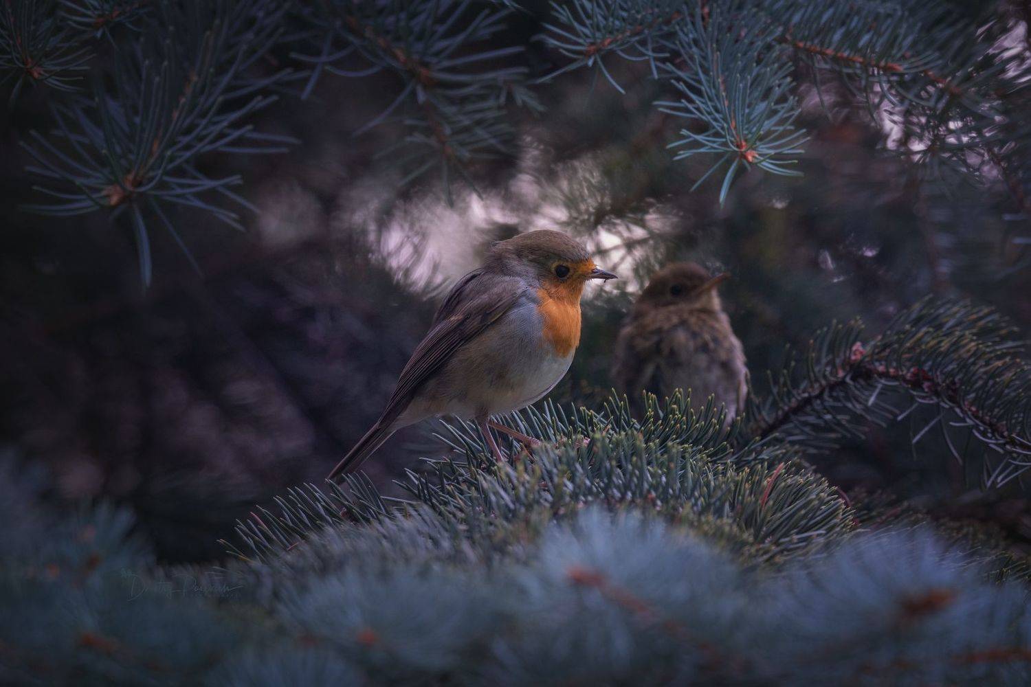 природа, лес, поля, огороды, животные, птицы, макро, Дмитрий Посевич