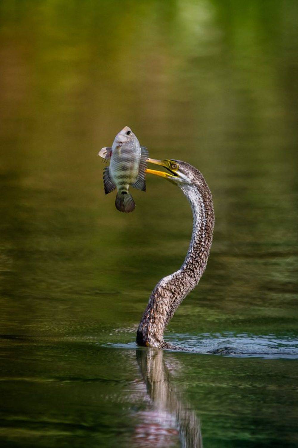 birds, Gimantha Perera