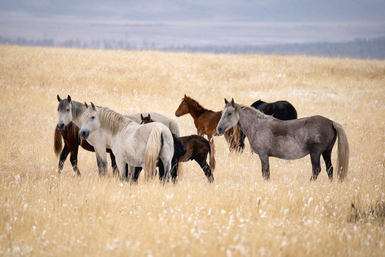 russia, altay, horses, morning, autumn, cold, sunrise, light, landscape, Алексей Вымятнин