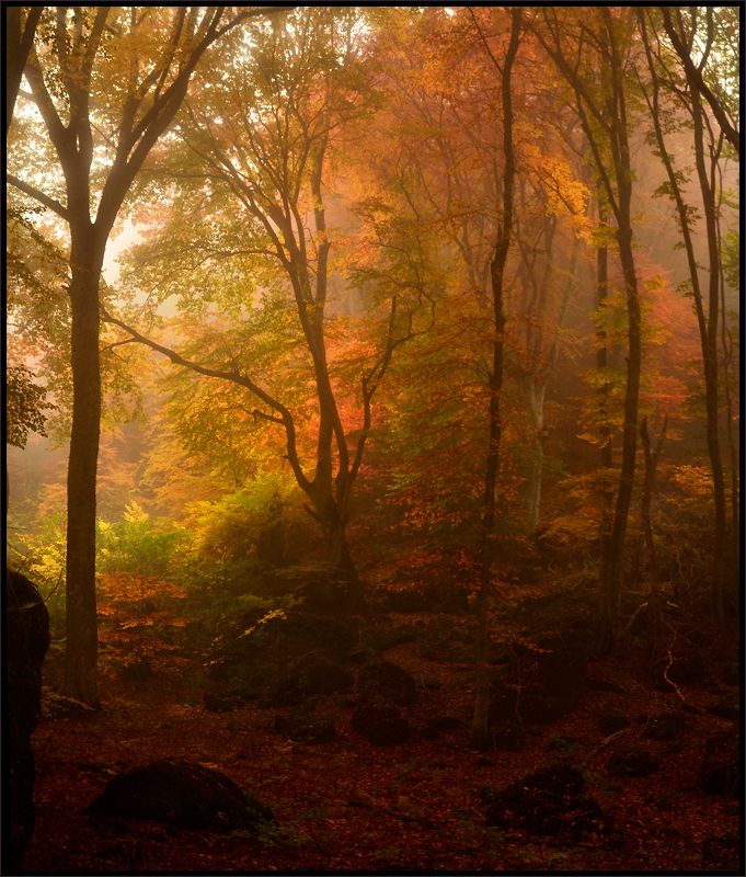 Осень прекрасна ... фото превью