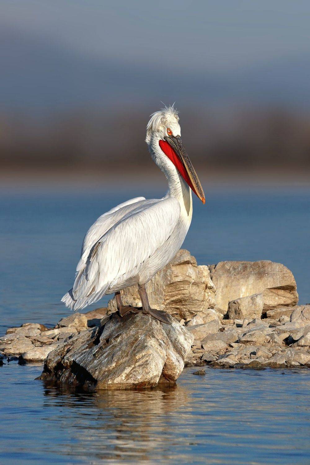 , Георги Славов