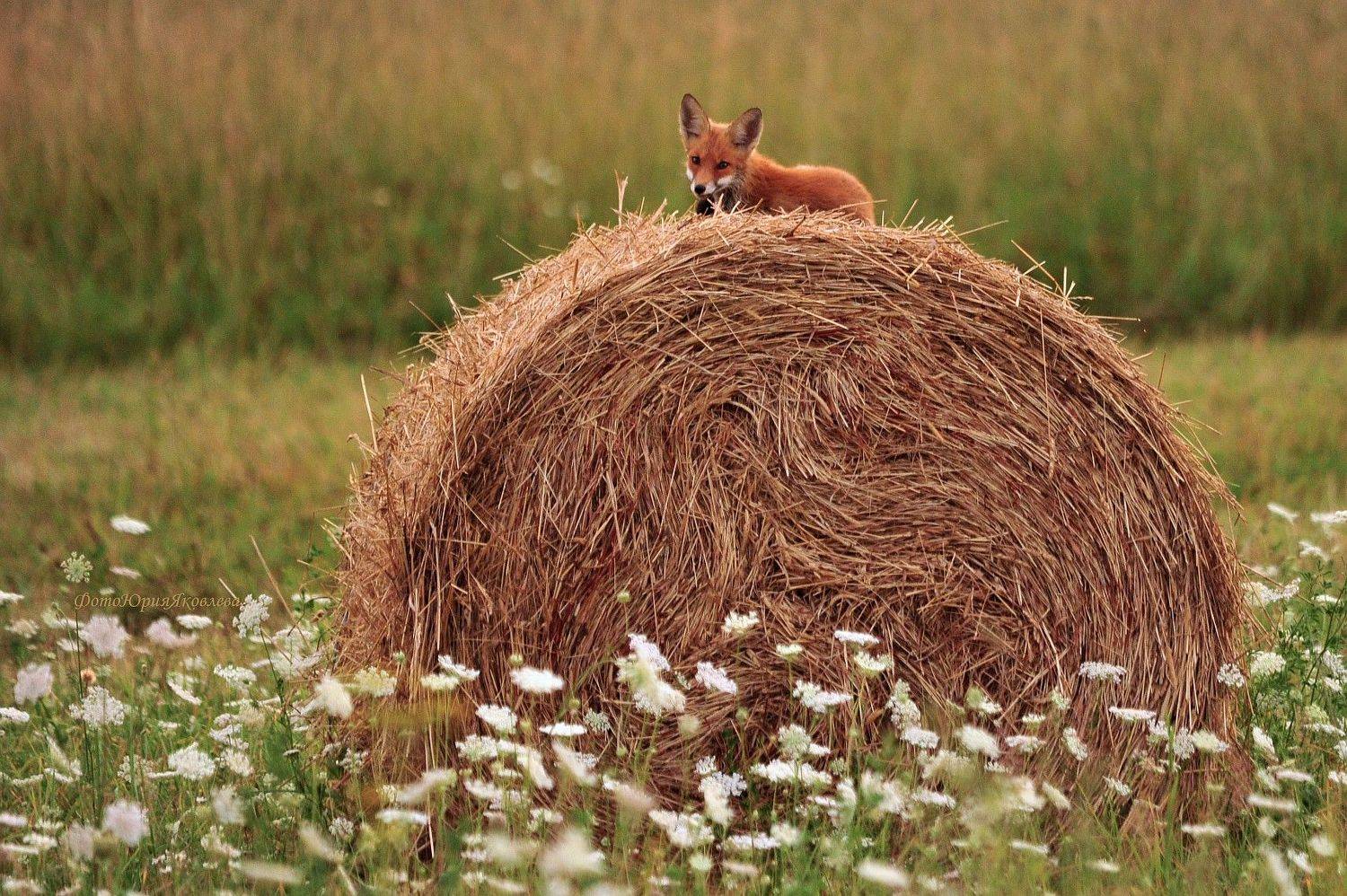лиса,лисёнок, животные , анималистика,россия, псковская область., Юрий Яковлев