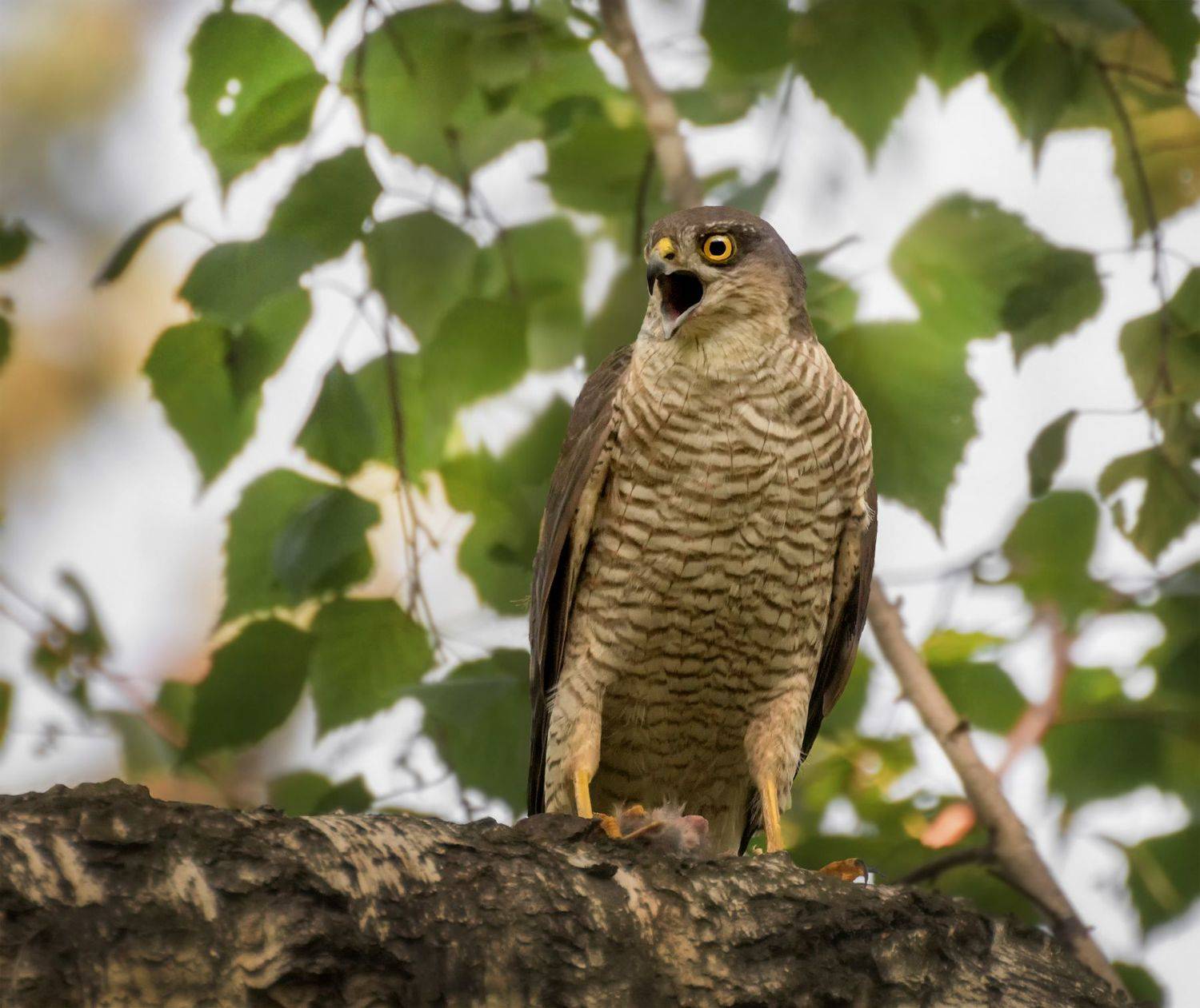 птица, ястреб перепелятник, крик, вызов, добыча,, Марина Мочалова
