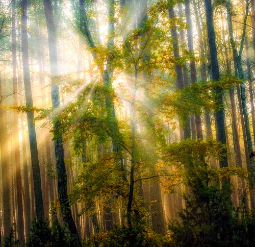  Sunlight shining through the trees