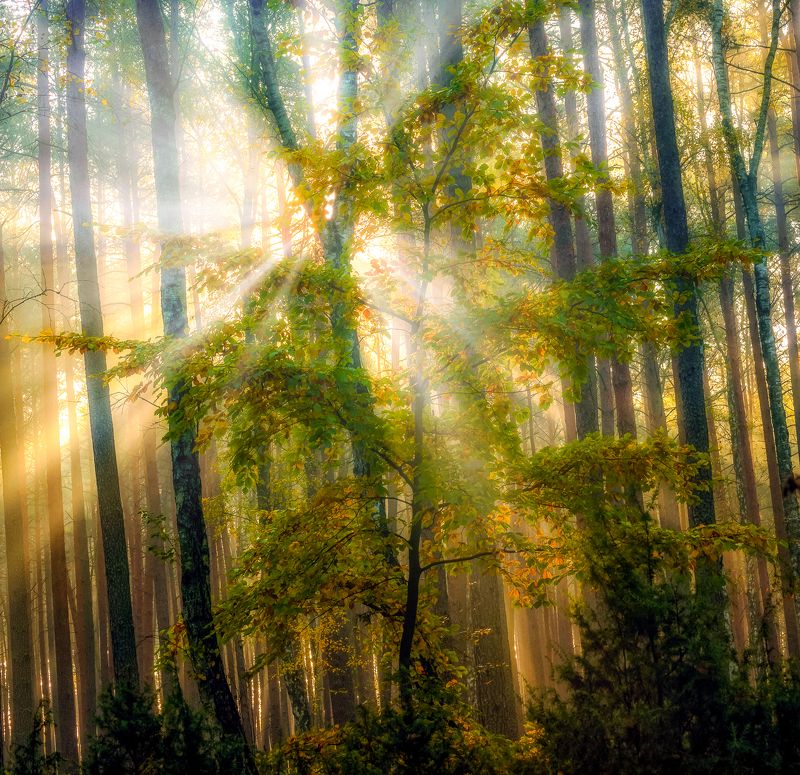 nature  autumn 2021  forest  trees  fog  sunbeams  morning  forest atmosphere  sun  light  Outdoors  Beauty In Nature  Scenics - Nature  Photography  Sunlight shining through the trees фото превью