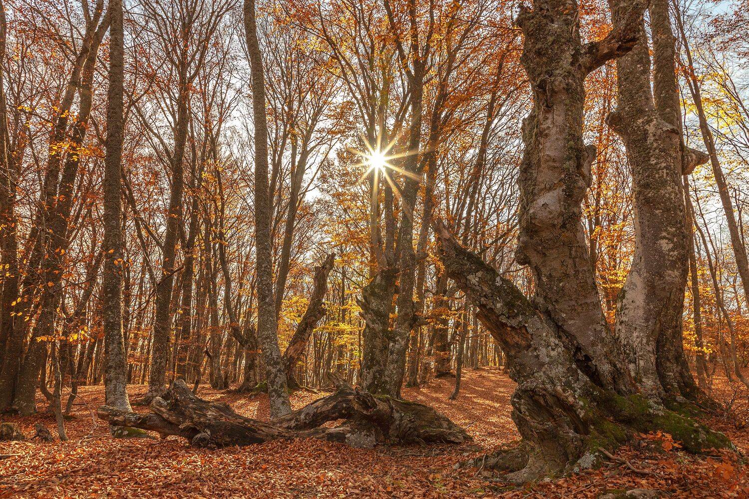 Крым, Елена Гусева