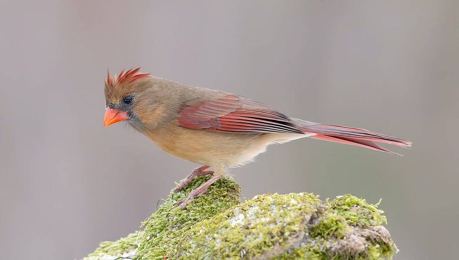красный кардинал, northern cardinal, cardinal,кардинал, зима, Elizabeth Etkind