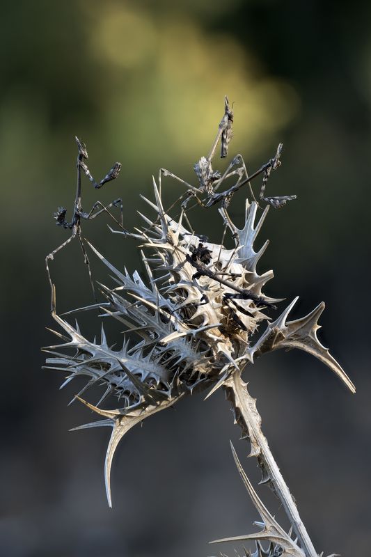 ОСЕНИ ВОИНСТВО фото превью