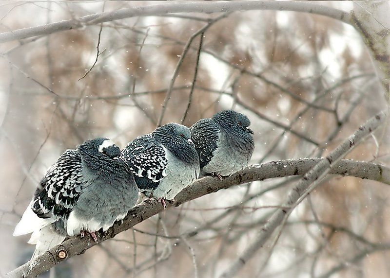 Птички зимой фото превью