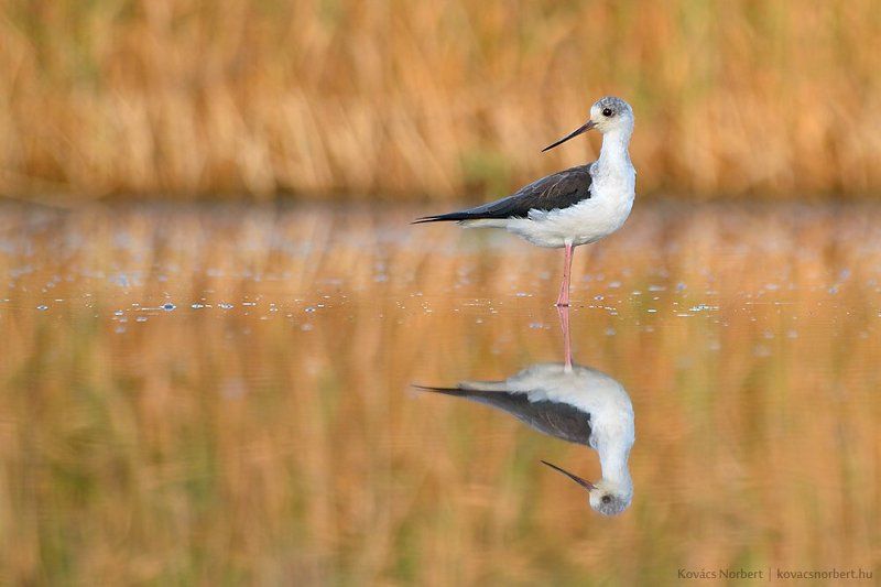 Black-winged Stilt фото превью