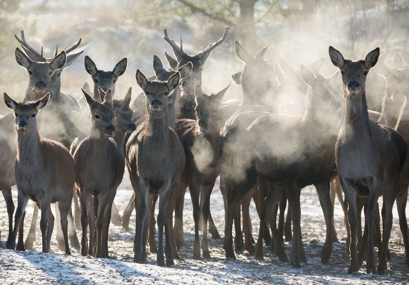 благородный олень, дыхание, мороз пар, национальный парк гауя Минус 25 в Национальном парке Гауя фото превью