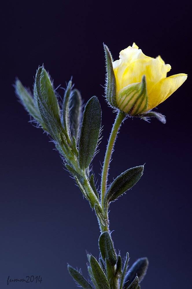 , Игорь ФУММ