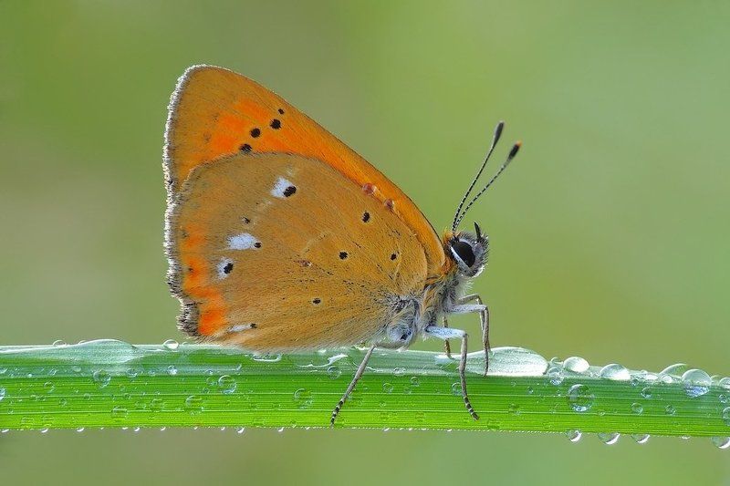 Это я - бабочка ... фото превью