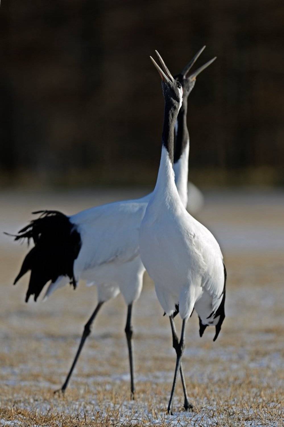 , Алексей Тищенко