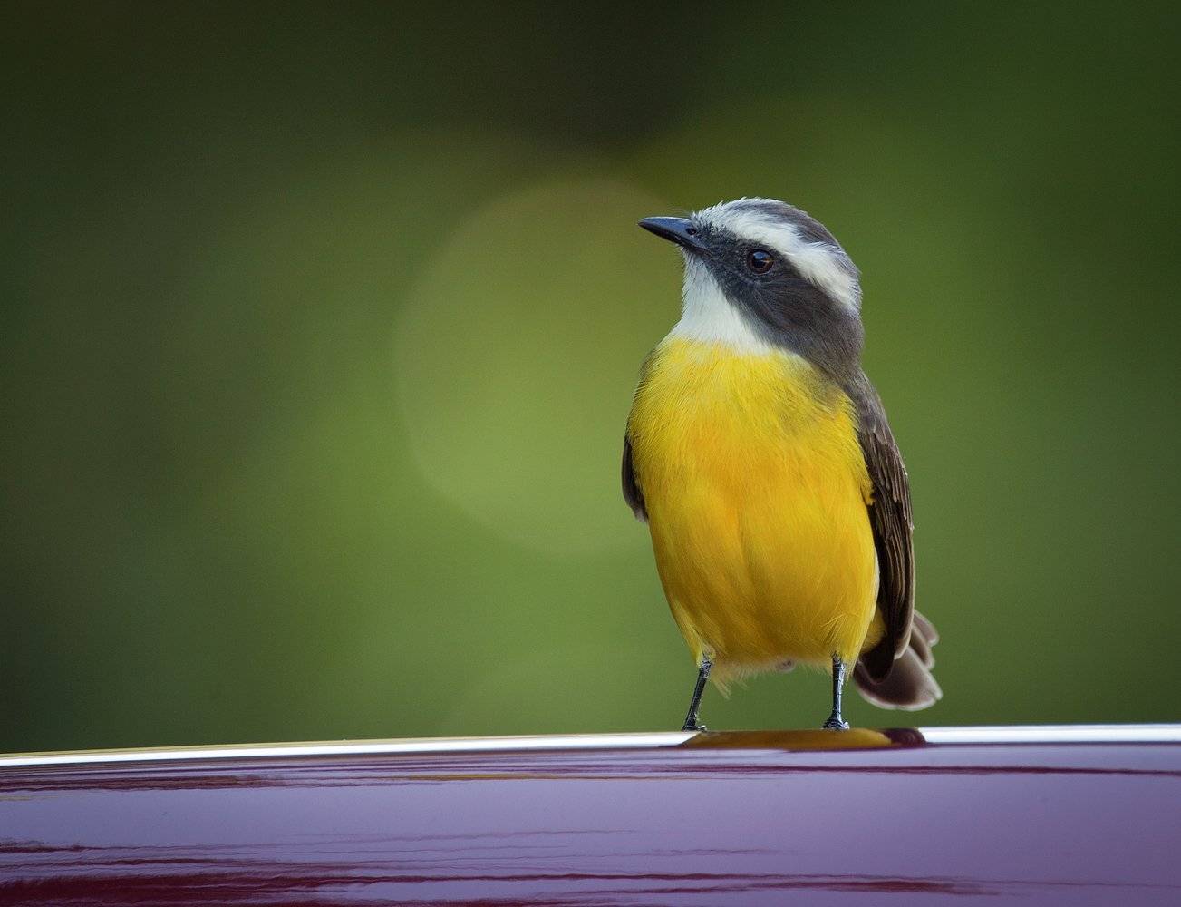 , Андрей Канышев