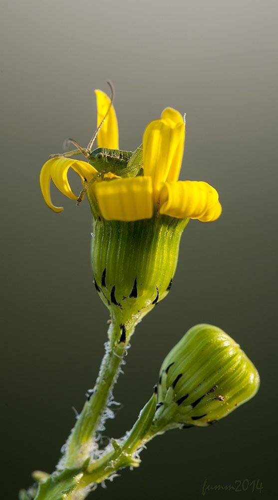 , Игорь ФУММ