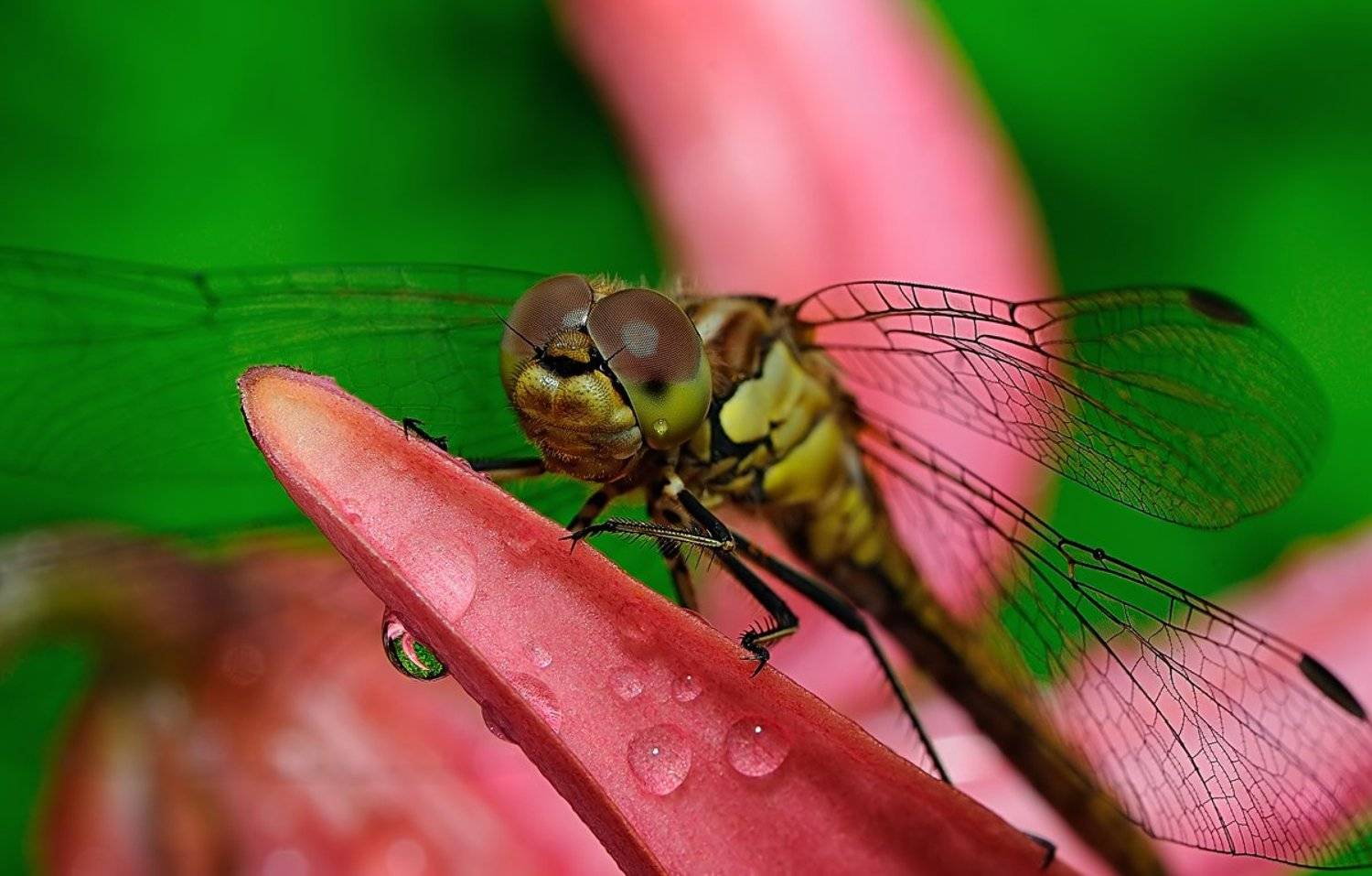 , Александр Демин
