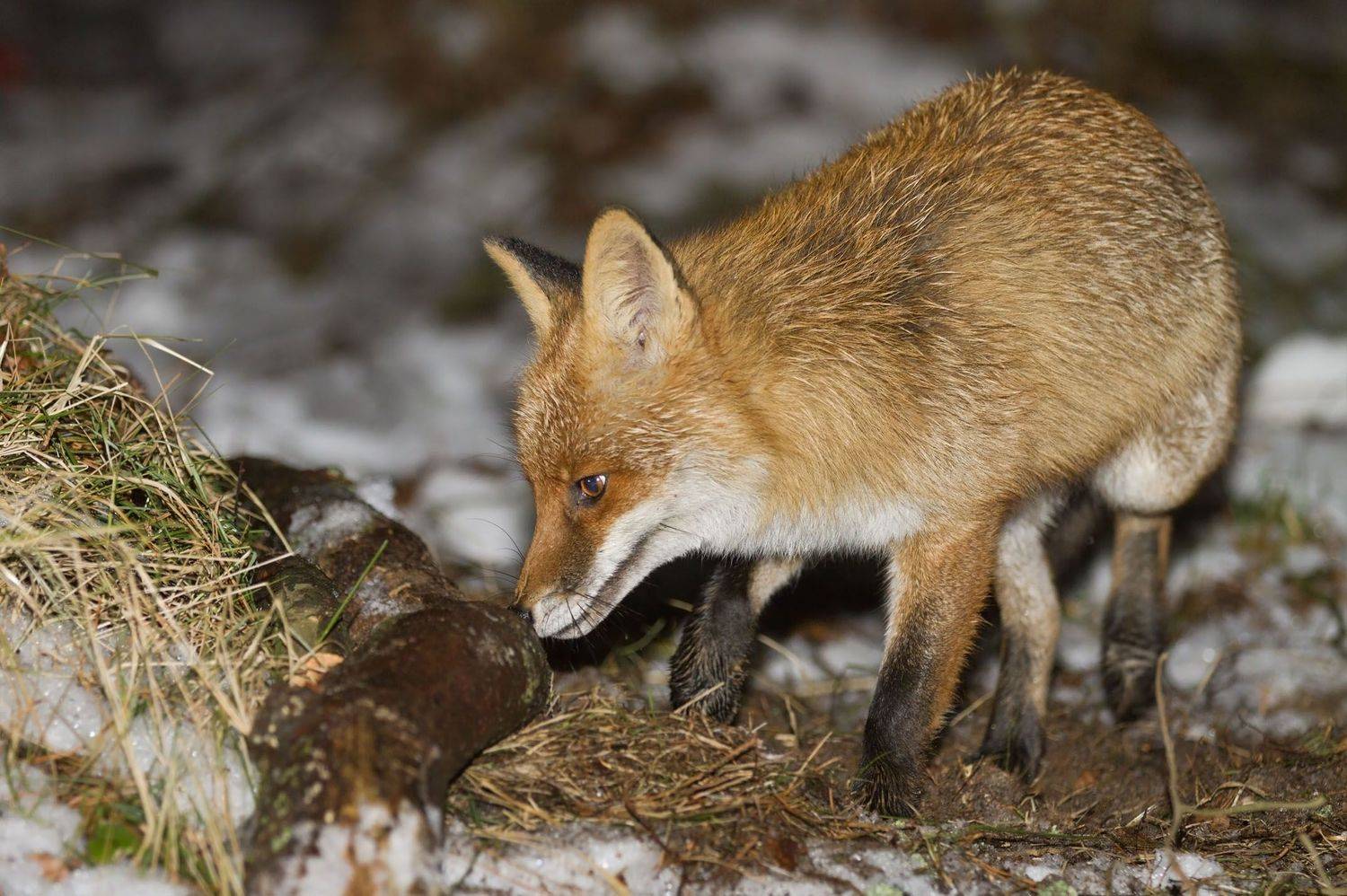 , Александр Гусар